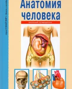 Human anatomy: Sergey Afonkin