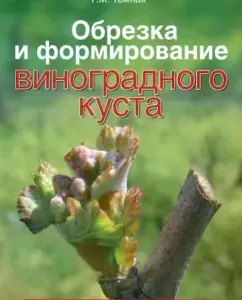 Pruning and the formation of a grape bush: dark